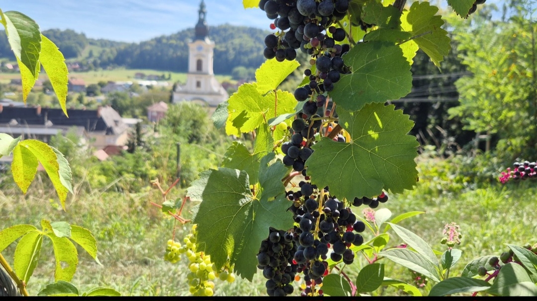 weingarten mit Kirche2026